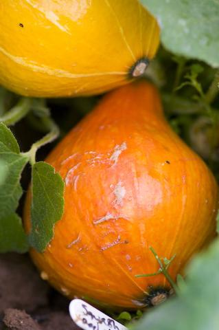 Squash - Uchi Kuri